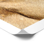 Poster Chien de la Garde Malinoise belge (Coin)