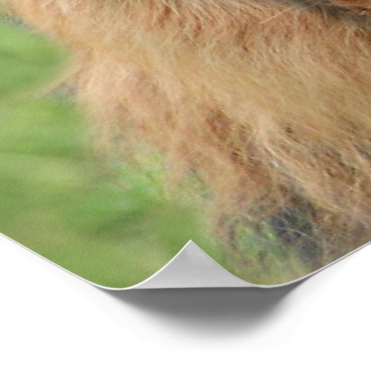 Poster Chien de Lion (Coin)