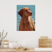 Poster Chien de Magyar Vizsla (Cuisine)