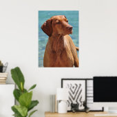 Poster Chien de Magyar Vizsla (Bureau à domicile)
