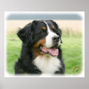 Poster Chien de montagne de Bernese 9Y066D-046