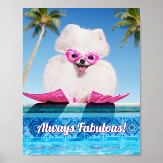 Poster Chien De Piscine En Palmes (Devant)