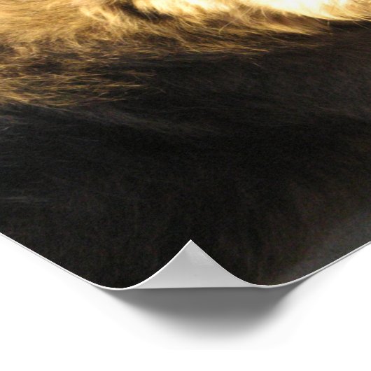 Poster Chien de plage thaïlandais (Coin)