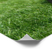 Poster Chien de Poméranie Noire regardant la caméra (Coin)