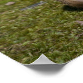 Poster Chien de prairie à queue noire (Coin)