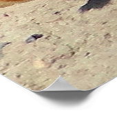 Poster "Chien de prairie à queue noire encadré (Coin)