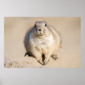 Poster Chien de prairie solitaire dans le sable (Devant)