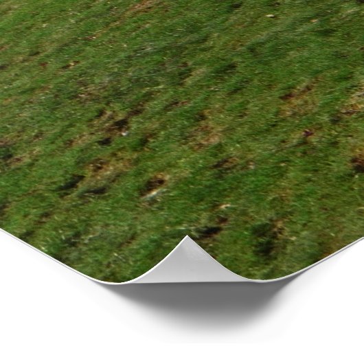 Poster Chien de repérage (Coin)