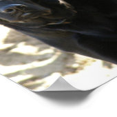 Poster Chien de repérage du Labrador noir (Coin)