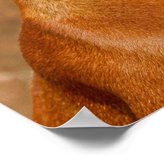 Poster Chien de Rhodesian Ridgeback (Coin)