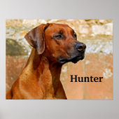 Poster Chien de Rhodesian Ridgeback (Devant)