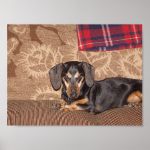 Poster Chien de saucisse d'oscar