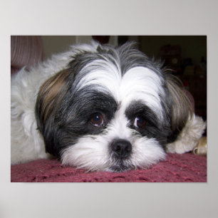 Poster Chien de Shih Tzu