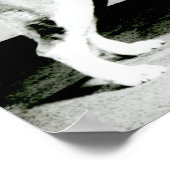 Poster Chien de St. Bernard (Coin)