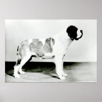 Chien de St. Bernard