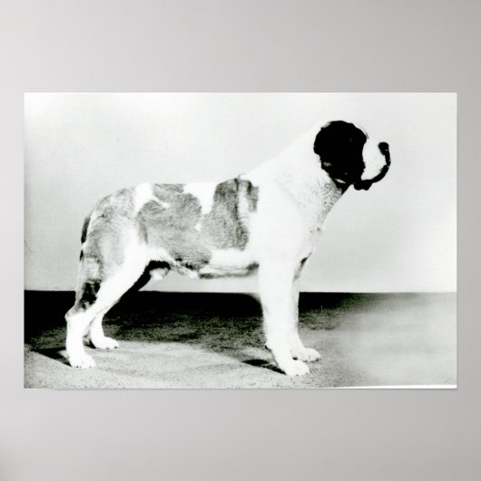 Poster Chien de St. Bernard (Devant)