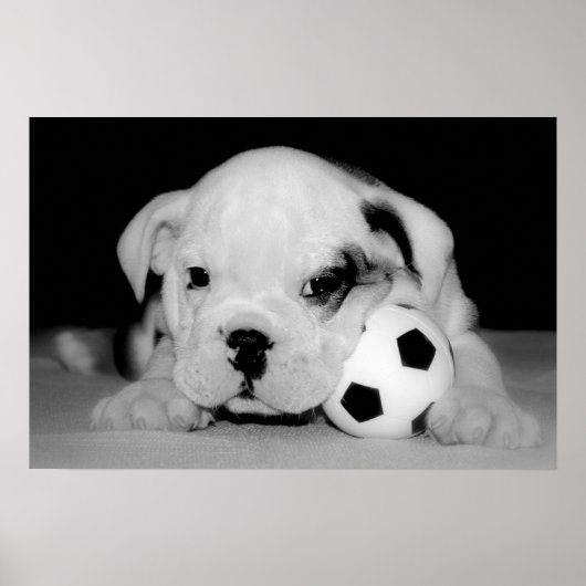 Poster Chien de taule anglais "Soccer Puppy" (Devant)