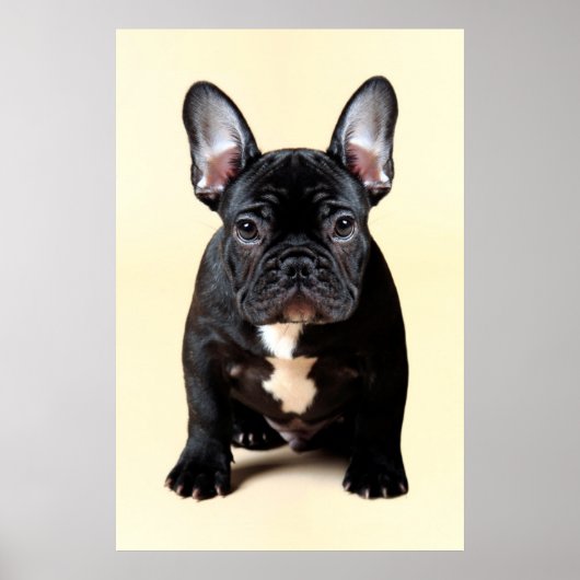 Poster Chien de taule français assis (Devant)