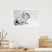Poster Chien de taureau blanc (Cuisine)