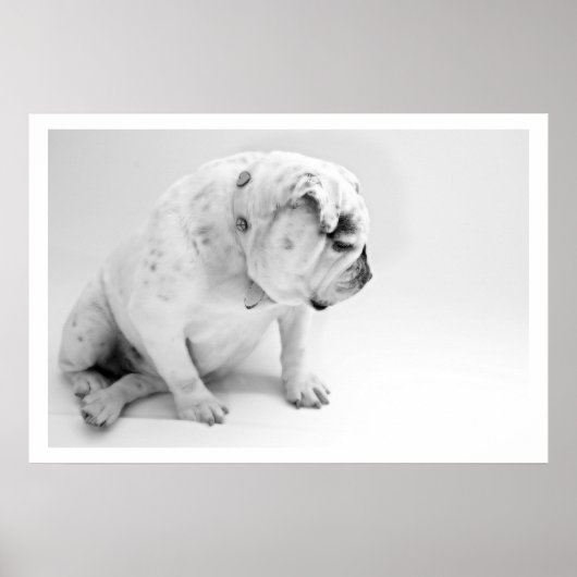Poster Chien de taureau blanc (Devant)