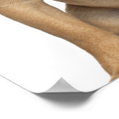 Poster Chien de taureau français (7 mois) (Coin)