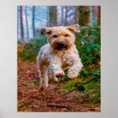 Poster Chien de Terrier. (Devant)