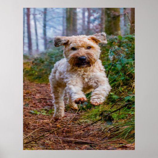 Poster Chien de Terrier. (Devant)