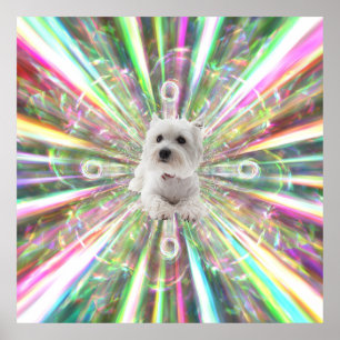 Poster Chien de Terrier Westie à vitesse légère
