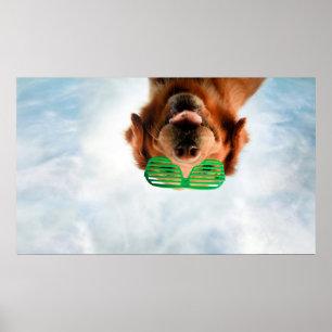 Poster Chien des images   de Getty avec des verres