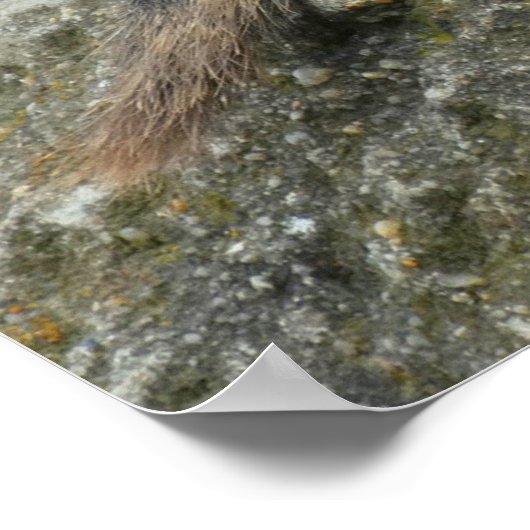 Poster Chien des Prairies (Coin)