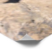 Poster Chien des Prairies à queue noire (Coin)