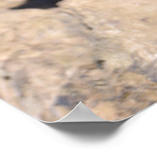 Poster Chien des Prairies à queue noire (Coin)