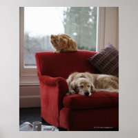 Chien d'or avec chat tabby gingembre