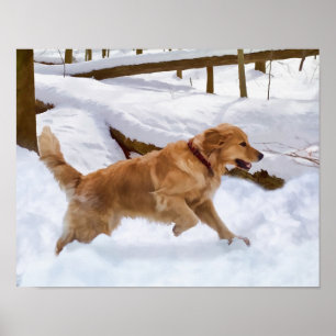 Poster Chien d'or retriever dans la neige
