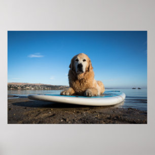 Poster Chien D'Or Retriever Posé Sur Une Planche À Pagaie