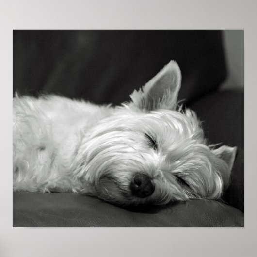 Poster Chien du mignon Westie (West Highland Terrier) (Devant)