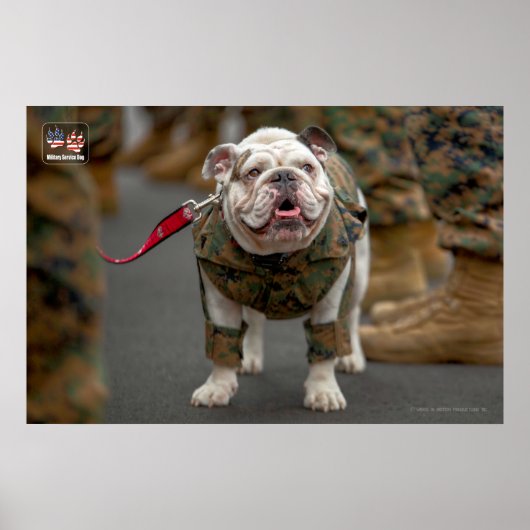 POSTER CHIEN DU SERVICE MILITAIRE AMÉRICAIN (Devant)