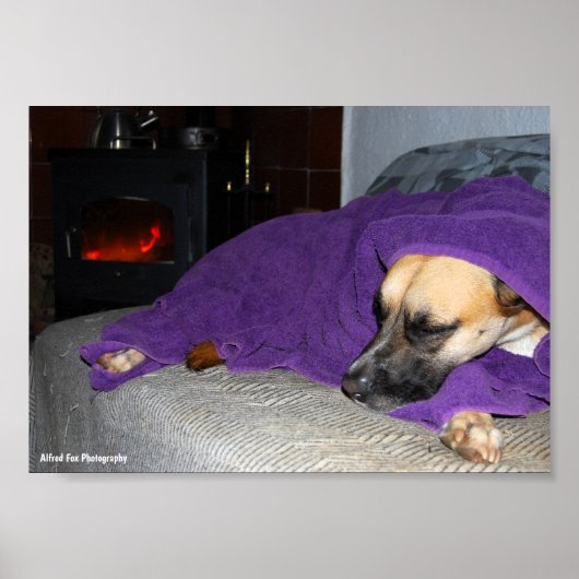 Poster Chien endormi près de la cheminée (Devant)