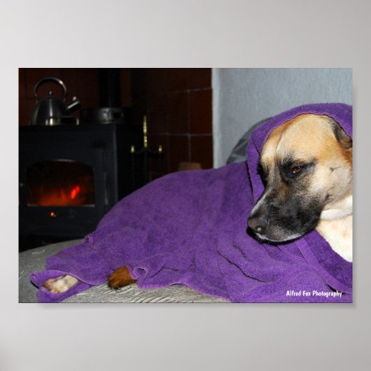 Poster Chien endormi près de la cheminée (Devant)
