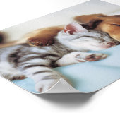 Poster chien et chat (Coin)