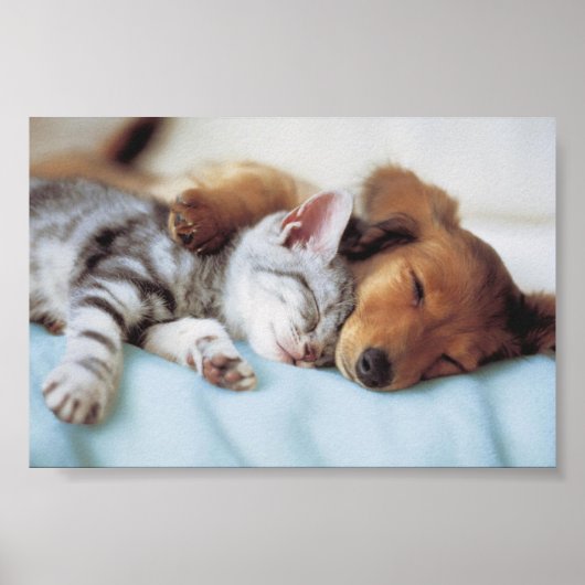 Poster chien et chat (Devant)
