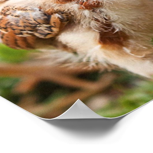 Poster Chien et poussin (Coin)