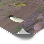 Poster Chien Fart (Coin)