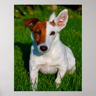 Poster Chien Fox Terrier.