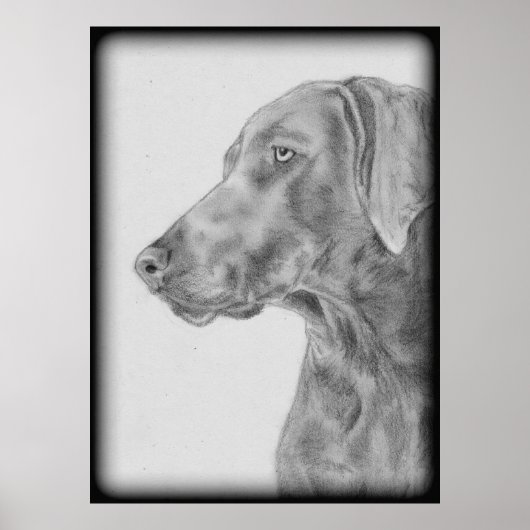 Poster Chien gris Weimaraner (Devant)