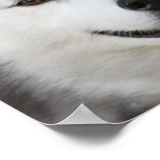 Poster Chien Husky (Coin)