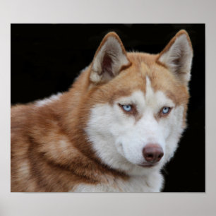 Poster Chien Husky de l'Alaska