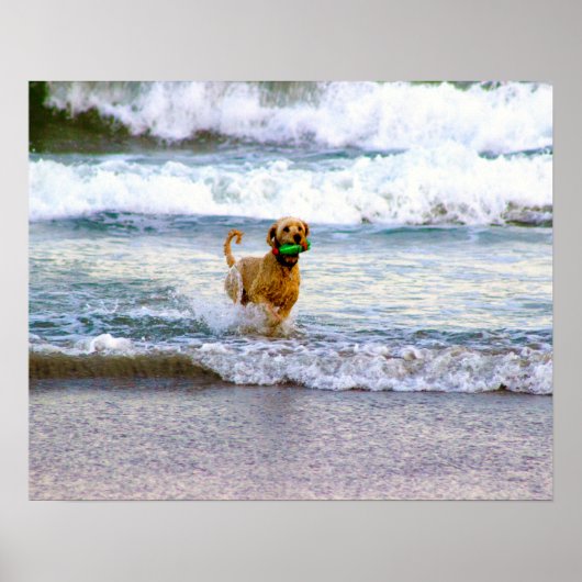 Poster Chien jouant dans l'océan (Devant)