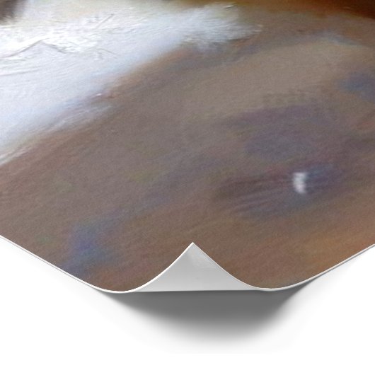 Poster Chien Keeshond (Coin)