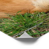 Poster Chien Kleinspitz allemand (Coin)